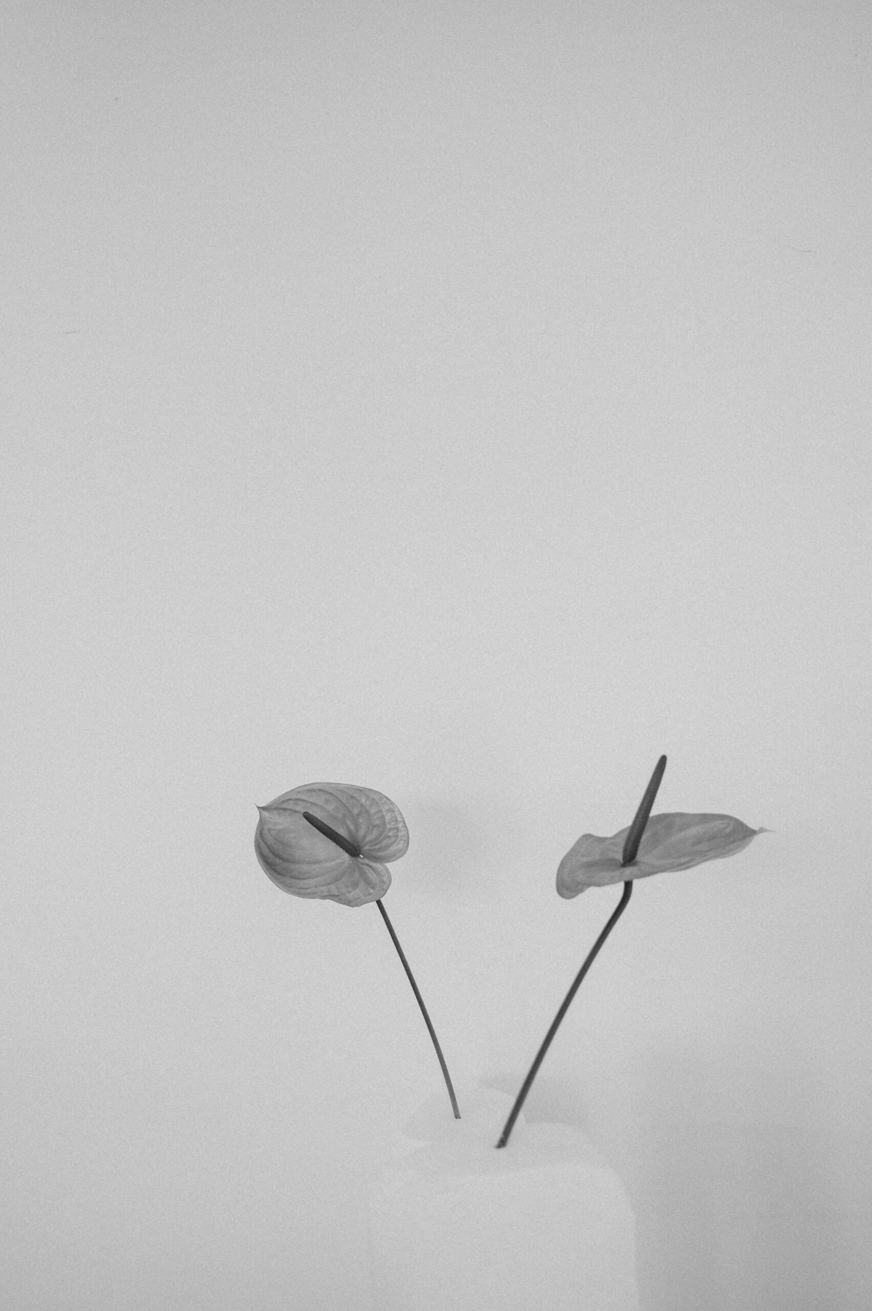 B00_3694-2
